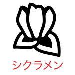シクラメン