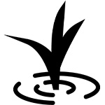 田植え