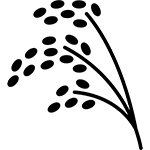 麦の稲穂2
