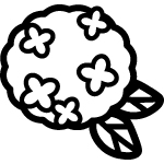 アジサイ